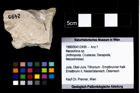 Foto (Objekt + Etikett) von Mecochirus sp.  (NHMW-GEO-1990-0041-2499)